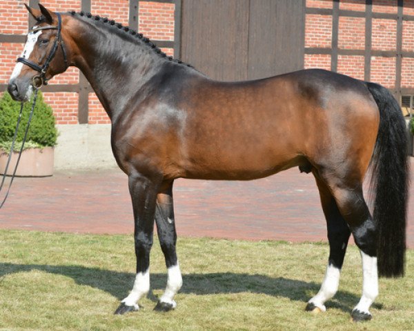 stallion Balou du Rouet (Oldenburg, 1999, from Baloubet du Rouet)