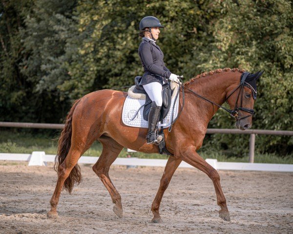 Dressurpferd Be my dancing Bellamy (Hannoveraner, 2018, von Blue Hors Baron)