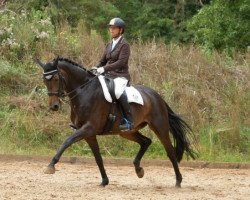 dressage horse Romana 235 (Hannoveraner, 2012, from Glock's Romanov)