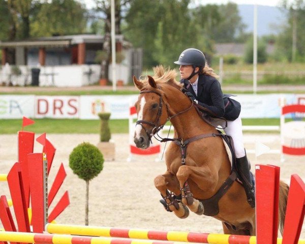 jumper Canberra (Danish Warmblood, 2007, from Colman)