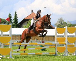 Springpferd Montana XI CH (Schweizer Warmblut, 2013, von Orlando van de Heffinck)