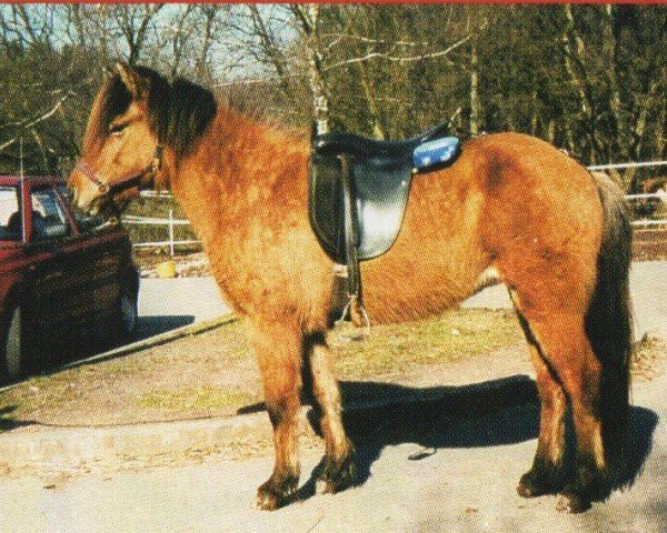 broodmare Litlamin vom Faulenberger Hof (Iceland Horse, 1995, from Kraftur fra Skardi)