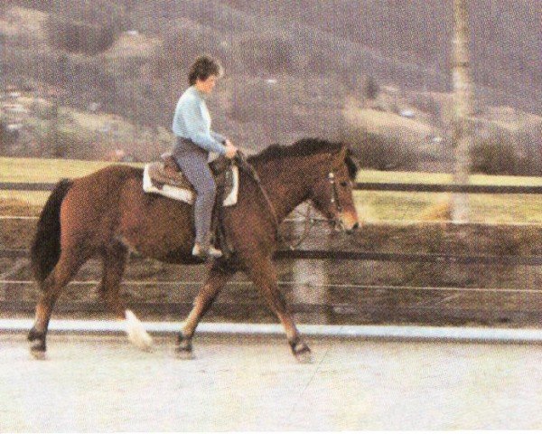 horse Fanny (Freiberger, 1995, from Redaktor)