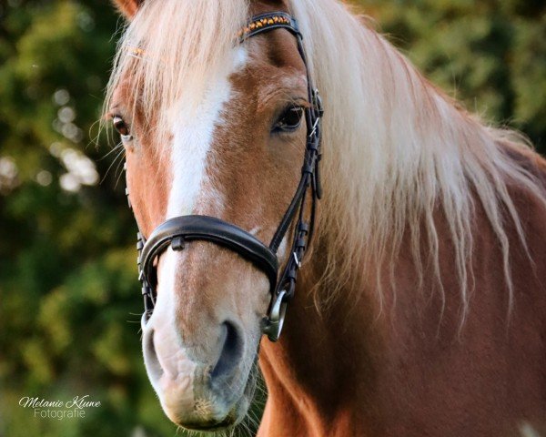 dressage horse Mio GH (Haflinger, 1995, from Marsberg (12,5% ox))