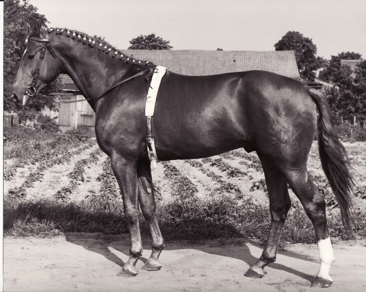 stallion Humbert 2560 (Trakehner, 1968, from Altgesell Il Mo 1161)