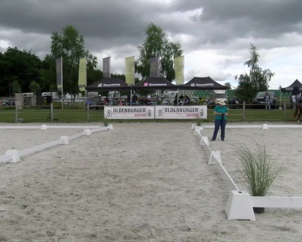 Oldenburger Fohlenschau mit Prämierung Bonefeld 2025
