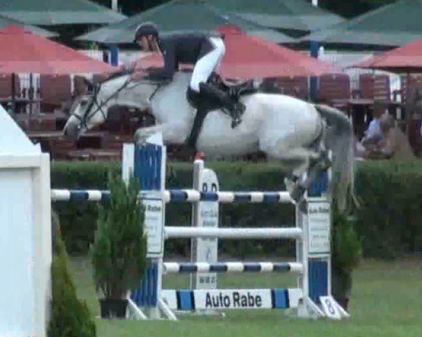 broodmare Candy AA (Anglo-Arabs, 2001, from Bazar ShA)