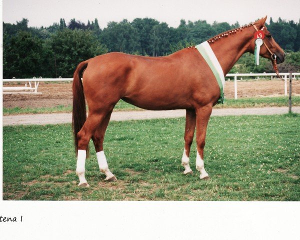 broodmare Altena (Trakehner, 1992, from Inster Graditz)