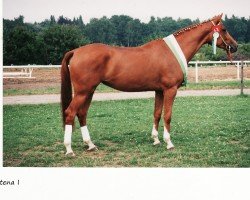 Zuchtstute Altena (Trakehner, 1992, von Inster Graditz)