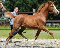 Zuchtstute Bailey´s AS (Deutsches Reitpony, 2017, von The Braes My Mobility)