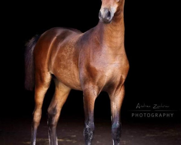 dressage horse Cool Emotion AS (German Riding Pony, 2019, from Venustas Cool Edition)