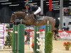 jumper Horse Gym's Chayton (Hanoverian, 2007, from Contendro I)