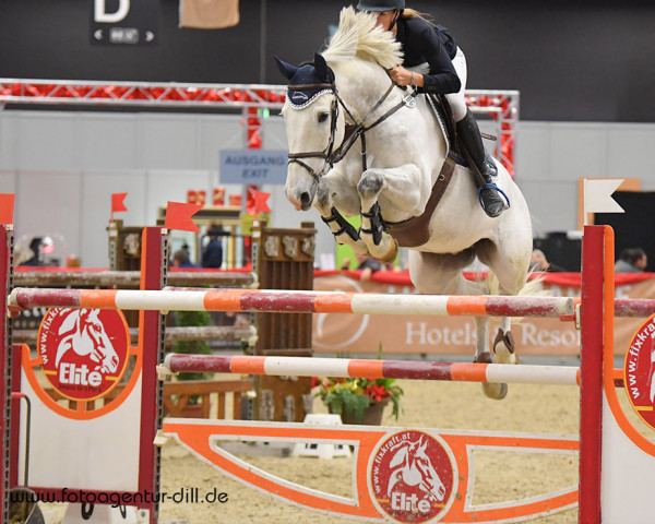 jumper Horse Gym's Landino (Bavarian, 2010, from Lord Z)