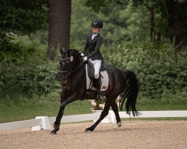 dressage horse King in Black D (German Riding Pony, 2018, from King Bjuti)