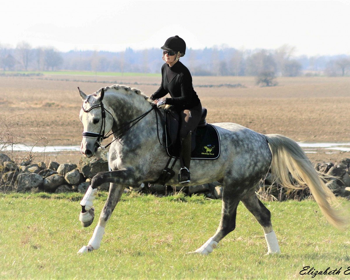 stallion Belami 247 FIN (German Sport Horse, 2013, from Belantis)