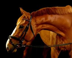 dressage horse Barcelona 51 (Hanoverian, 2010, from Bequia)