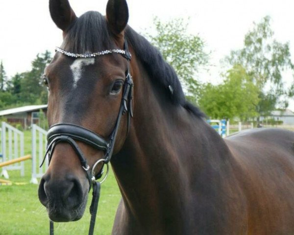 dressage horse Rubia rose (German Riding Pony, 2018, from Venustas Cool Edition)