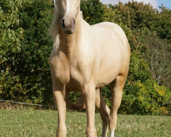 Dressurpferd Venustas Isabell (Deutsches Reitpony, 2019, von Venustas Cool Edition)