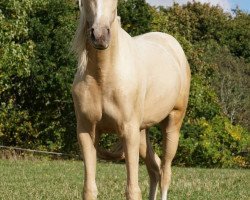 dressage horse Venustas Isabell (German Riding Pony, 2019, from Venustas Cool Edition)