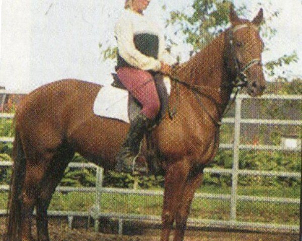 Pferd Fabienne (Westfale, 1998, von Feuerstern)