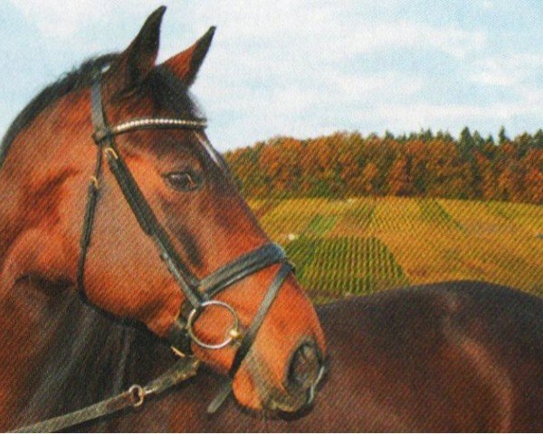 Springpferd Cha Cha Cha (Württemberger, 2001, von Centesimo I)