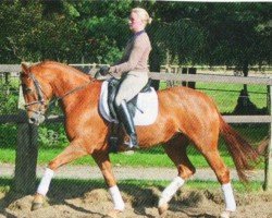 jumper Resina T (Westphalian, 2006, from Rüter)