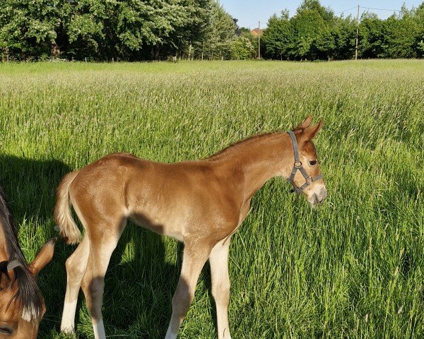 foal by Hengst von Zinedine / Comme il faut NRW (Westphalian, 2025, from Zinedine)