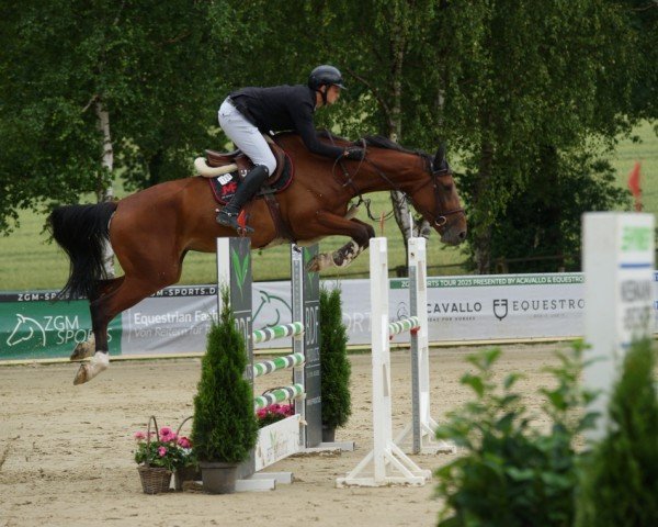 Springpferd Cusallina (Holsteiner, 2018, von Cullinan du Borget B)