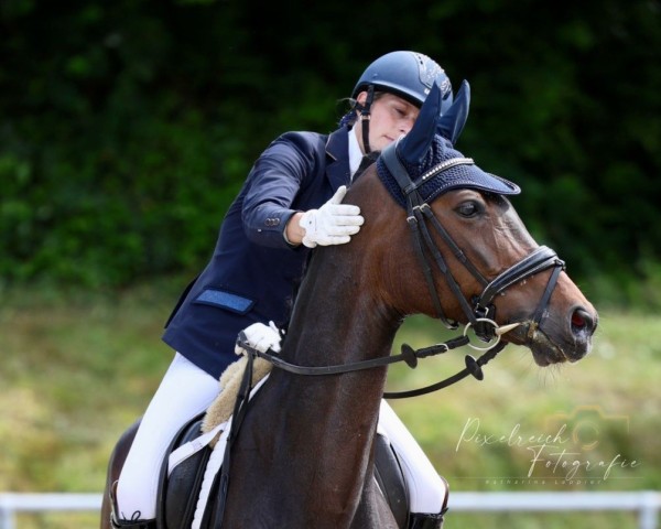 dressage horse Juicy Beat D (Oldenburg, 2018, from For Romance II)