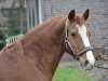 broodmare Charlotte (German Riding Pony, 1999, from Brillant)