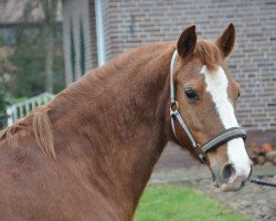 broodmare Charlotte (German Riding Pony, 1999, from Brillant)