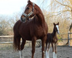 dressage horse Freaky Romance (Oldenburg, 2021, from For Romance I)