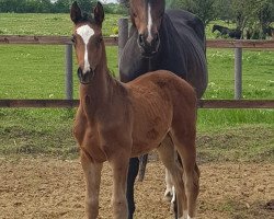 Springpferd Pirate x Contendro (Deutsches Sportpferd, 2018, von Pirate 7)