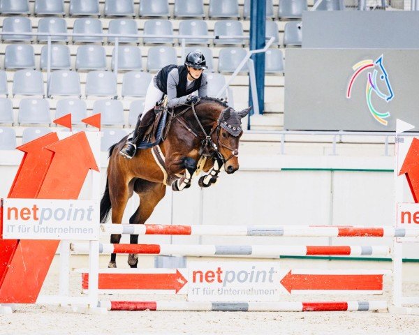 Springpferd I am Perfect S (Zangersheide Reitpferd, 2020, von Ibolensky)