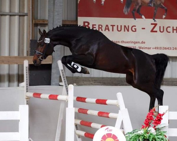 Springpferd Santino 176 (Deutsches Sportpferd, 2016, von Sandokan 290)