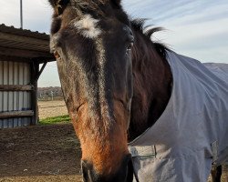 dressage horse Ruben 15 (Hannoveraner, 1994, from Ravallo 115 FIN)