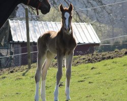 horse Bellvina S (Hannoveraner, 2021, from Callaho's Benicio)