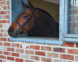 broodmare CAYTLIN (Hanoverian, 2014, from Contendro I)