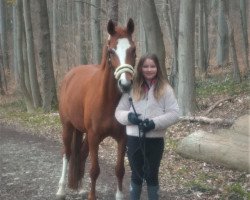 dressage horse Zandberg's Keturah (Welsh Partbred, 2010, from Rhodin Hedde)