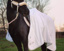 horse B-Goldfee (Deutsches Reitpony, 1998)