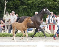 broodmare Donautaenzerin (Hanoverian, 2000, from De Niro)