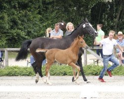 broodmare Feeling Great SO (Westphalian, 2017, from First Selection)