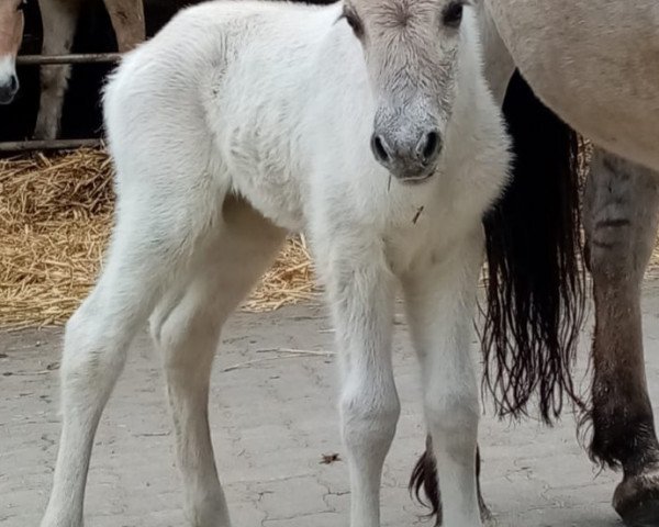 horse Svea (Fjord Horse, 2021, from Turbo Romeo N.2573)