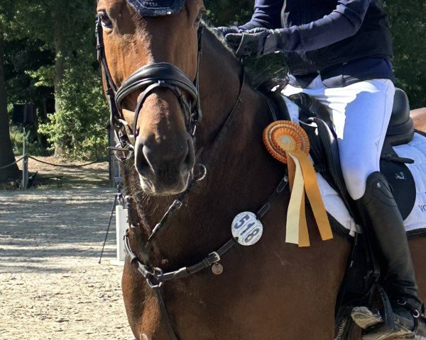 jumper Zaramell (Oldenburg show jumper, 2018, from Zinedream)