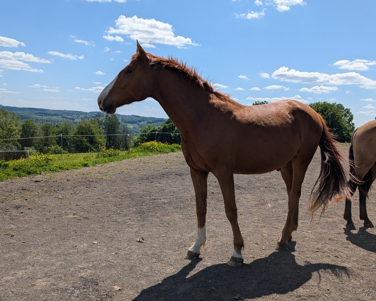 horse Carl mit C (Oldenburg show jumper, 2022, from Chamberland)