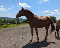 horse Carl mit C (Oldenburg show jumper, 2022, from Chamberland)