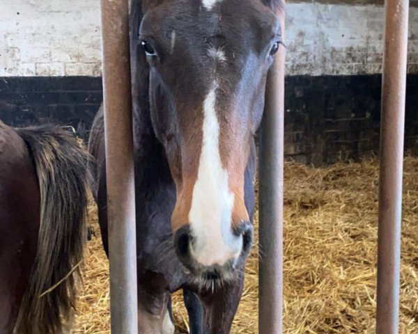 horse Roccadero AC (Hanoverian, 2020, from Rotspon)