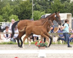 broodmare Florentine 57 (Westphalian, 2000, from Fleurop)