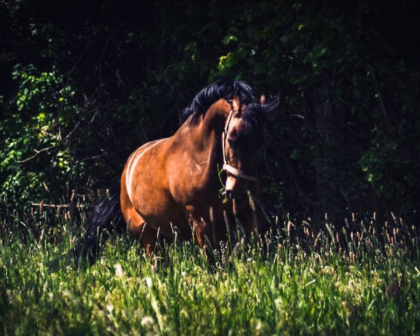 dressage horse Jordan (Welsh, 2006)