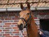 broodmare Qualitys little Girl (Oldenburg show jumper, 2009, from Quality 9)